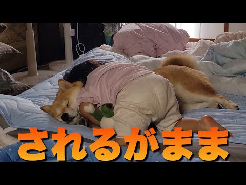 独自のスタイルの甘えん坊を全力で可愛がる柴犬