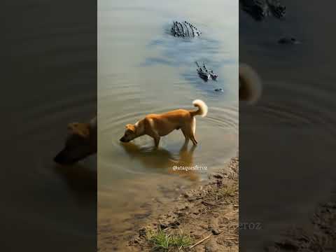 Dog Drinks Water Unaware of Crocodile Watching