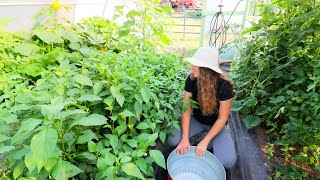 High Tunnel Jungle | Mid-Season Garden Tomato Topping & Pickled Peppers