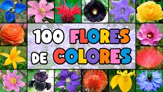 100 Flores de Diferentes Colores y su Nombre Científico