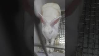 My Favourite Rabbits... cute bunny, Cute Rabbit #bunny #Rabbit