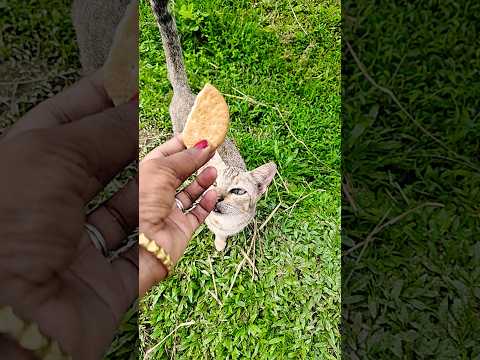 #cat #funny #cute #cute #cutecat #cutecat #kitten