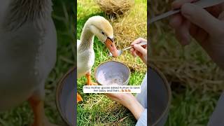 This mother goose asked human to save her baby and then...🥰🥰🥰