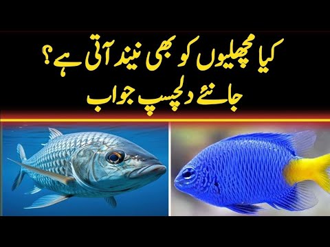 Kia machlion ko bhi neend aati hai | information about fish | Information