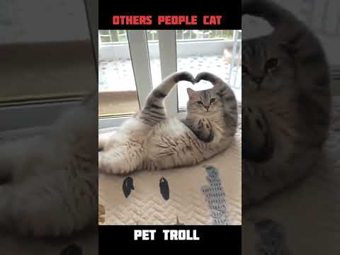 Mirchi o mirchi my cat #shorts #ytshorts #cat #trolledit #usa