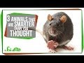 Animal Intelligence and Problem Solving