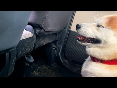 よく見ると前の座席がとんでもないことになっているけど、特にそんなことは気にしない柴犬