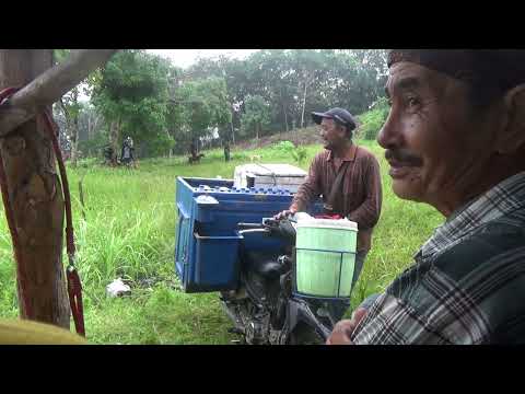 GILA PEDAGANG INI SAMPAI JUALAN KE PUNCAK BUKUT ‼️‼️