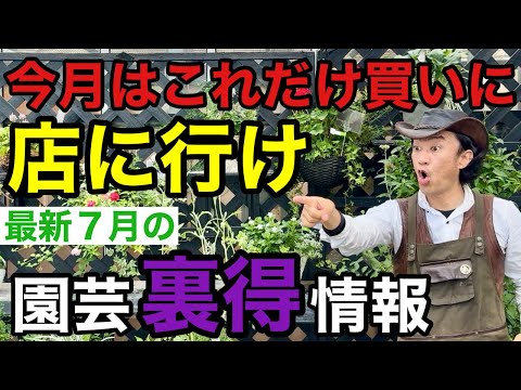 ７月は暑くて長居できません。あれ入荷してるのでそれだけ買いに行きましょう　　　【カーメン君】【園芸】【ガーデニング】【初心者】