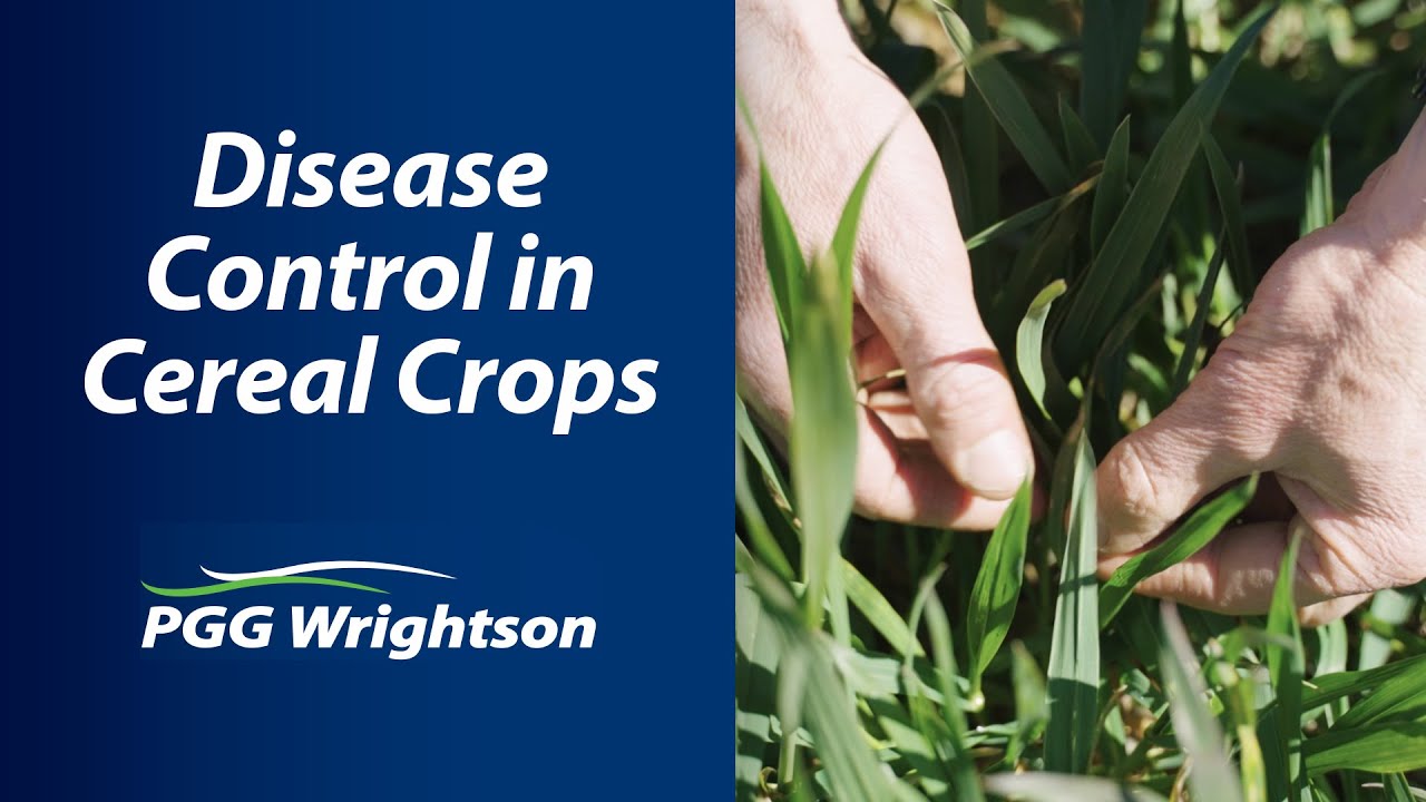 Disease control in cereal crops 