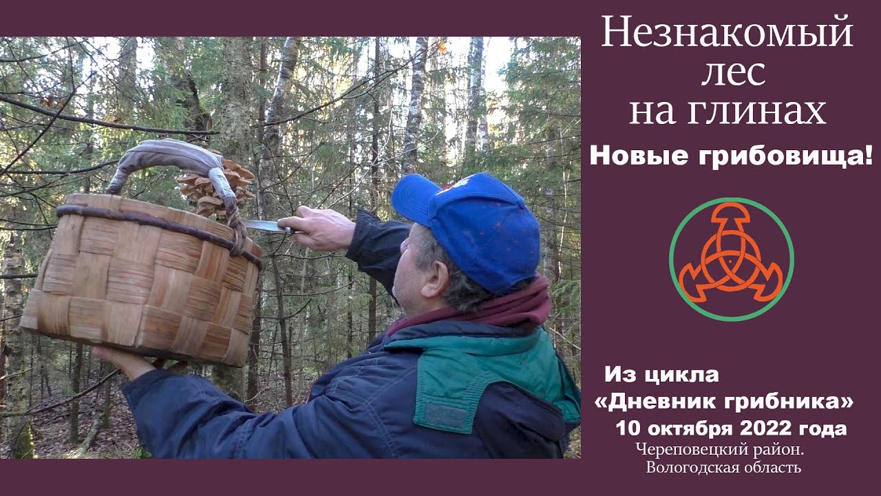 Незнакомый лес на глинах. Новые грибовища! 10 октября 2022 года
