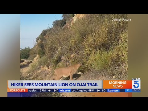 YouTube video thumbnail: Woman Records Close Encounter With Mountain Lion on Southern California Trail