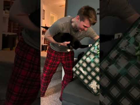 Intelligent cat