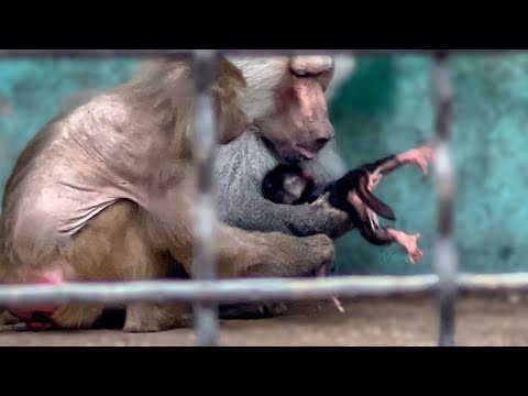 Самец-гамадрил успел забрать малыша у нерадивой мамы, она готова ОТДАТЬ ЕГО ЛЮБОМУ(
