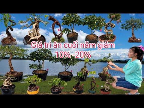 Giá rẽ tri ân 12/1 Hiếu chào bán Bonsai hoa trái đủ loại đón xuân 2025