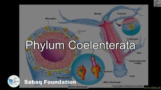 Phylum Coelenterata