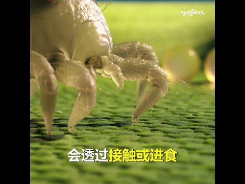 Agricultural - Plinazolin Technology - Video 2(Chinese) | 02:00 Cover Image