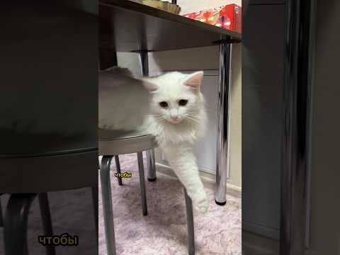 Не совершайте таких ошибок с котиками 😢 #кот #котенок #питомцы #прививка #болезни