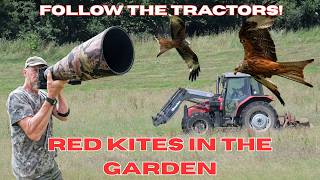 RED KITES IN THE GARDEN - RAPTOR PHOTOGRAPHY - SUPER SCAVENGERS