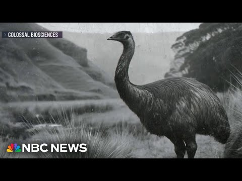 YouTube video thumbnail: Researchers Launch new Effort to Revive Extinct Species