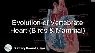 Evolution of Vertebrate Heart (Birds & Mammal)