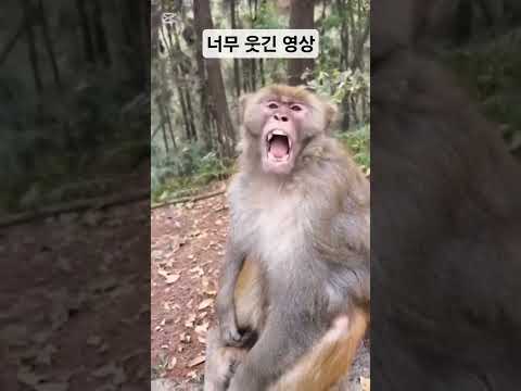 너무 웃긴 영상 #funny #funnymoments #fun #memes #shortsfeed #comedy #웃긴영상 #shorts #short