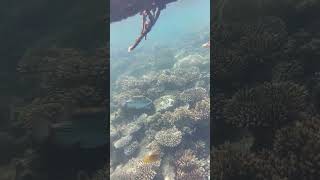 Rotes Meer Korallenriff