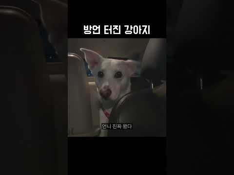 방언 터진 강아지 | #Shorts
