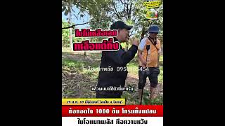 ท้อถอดใจ 1000 ต้น โทรมทั้งแปลง "ไบโอแมกพลัส คือ ความหวัง"