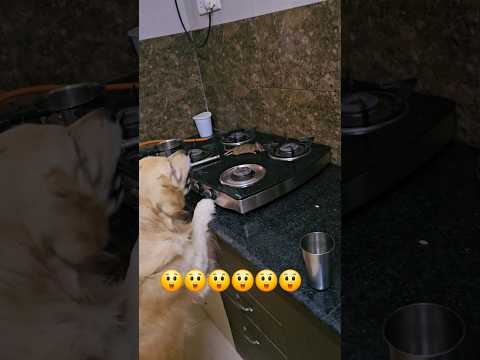 Dog Came And Save His Life 🐀🐕#dog #pets #puppy #animals #funnydogs #rescue