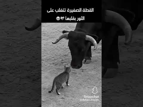#blackpink #kpop #اشتراك_لايك #شلتنا_رورو