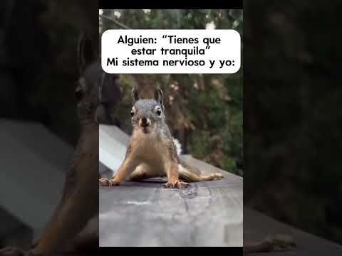 Anti Estrés 😁 #laugh #ardillastraviesas #divertido #reir #risa #comedia #broma #humordecalle