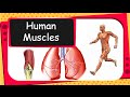 Human Anatomy: Bones and Muscles