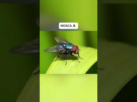 Así ven el mundo los Animales parte 8 😱 #sabiasque #datoscuriosos #parati #videoviral