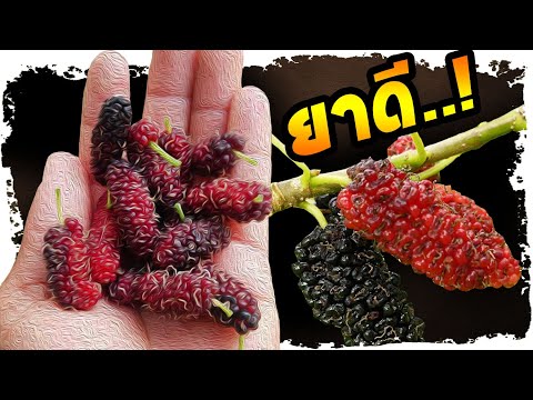 เช็คด่วน..!! พบใครมีอาการเหล่านี้ รีบกินมัลเบอร์รี่ (ลูกหม่อน) เสียดายถ้าไม่รู้ | Nava DIY