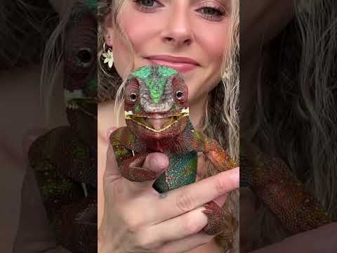 Picky diva era is back 👑🤦 ♀️🪳🪱••••••••#pantherchameleon #chameleon #reptile #reptilesofinsta