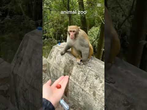 🤣🐵 Monkey Funny Reactions That’ll Brighten Your Day#monkey #funny #trending #shortvideo 💥💥
