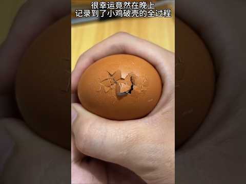 Cewek Ini Kaget Lihat Telur di Kulkas Bergerak Sendiri! #shortvideo