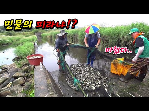 정말 심각합니다!! 족대질 한번에 수백키로 이상 잡히는 역대급 생태교란종 민물의 피라냐!!