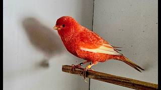Redfactor Canary Breeding Season 2026 (video 2)