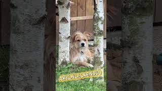 Kein Stress heute! Rocky sieht entspannt bei der Arbeit zu. #auswandern #goodbyedeutschland