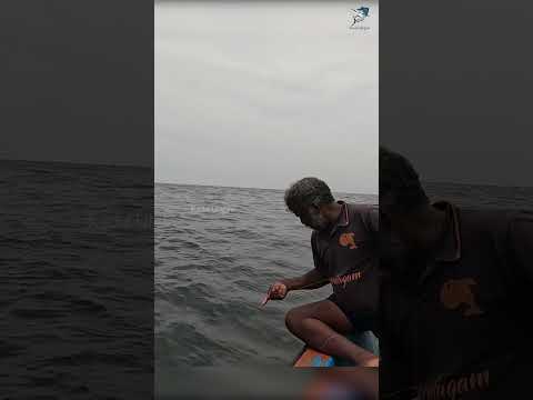 Catching Diamond Trevally Fish in the Sea