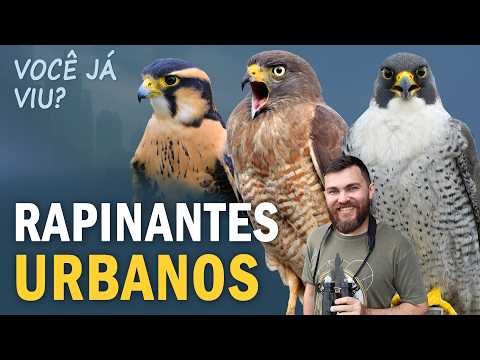 12 AVES DE RAPINA que vivem na sua Cidade! Já viu alguma?