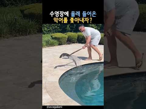 수영장에 몰래 들어온 악어를 쫓아내자? #동물 #악어