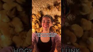 Te is befeküdnél közéjük? 🥰🐥