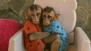 Heartbreaking Goodbye: Baby Monkeys Loan and Money’s Final Day Together 😭