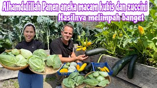 ALHAMDULILLAH PANEN ANEKA MACAM KUBIS & ZUCCINI || HASILNYA MELIMPAH DAN SUBUR BANGET