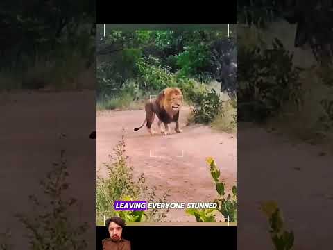 Lions. #lion #danger #animals #dangerious #wildlife #dangerus #africa #shorttrending #animals