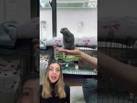 Você nunca vai imaginar o que existe sob os campos onde esses esquilos vivem!