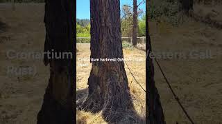 Tree Health #5: Hip Canker from Western Gall Rust! #arborist #tree